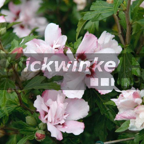 blickwinkel Hibiskus, Roseneibisch, RosenEibisch, Straucheibisch