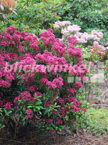 blickwinkel - Lorbeerrose, Berglorbeer, Kalmie (Kalmia latifolia