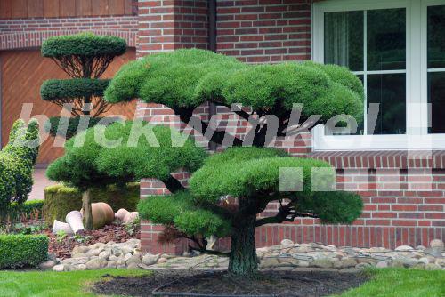 blickwinkel Drehkiefer, DrehKiefer (Pinus contorta), als Formgehoelz