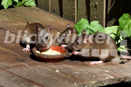 blickwinkel Wanderratte, WanderRatte (Rattus norvegicus), junge