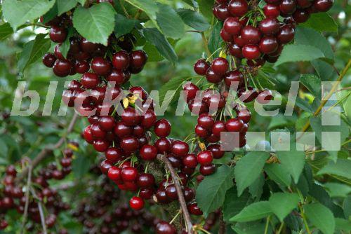 blickwinkel Sauerkirsche, SauerKirsche (Prunus cerasus 'Safir