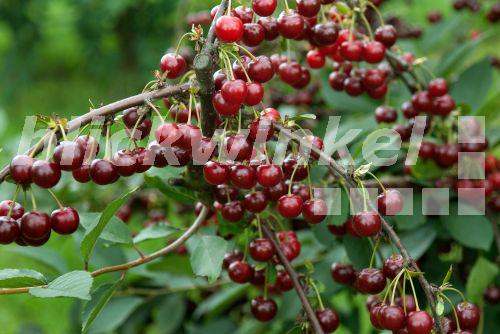 blickwinkel Sauerkirsche, SauerKirsche (Prunus cerasus