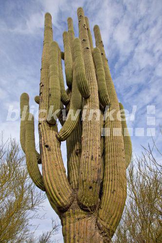 blickwinkel - Saguaro-Kaktus, Saguarokaktus, Riesenkaktus