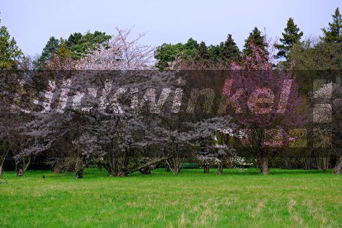 verschiedene bluehende Kirschbaeume<BR>different species of blooming cherry trees - McPHOTO/I. Schulz verschiedene bluehende Kirschbaeume<BR>different species of blooming cherry trees - McPHOTO/I. Schulz