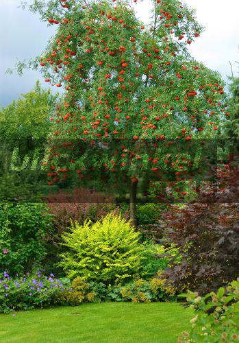 Blickwinkel Edel Eberesche Edeleberesche Sorbus Aucuparia