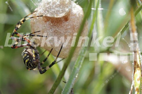 Blickwinkel Wespenspinne Wespen Spinne Zebraspinne Zebra