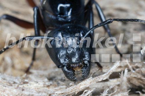 blickwinkel - Braunschwarze Rossameise, Riesenameise ...