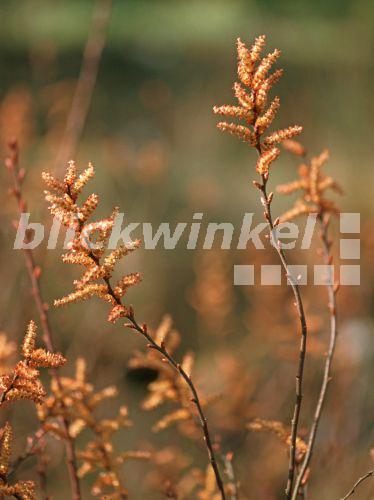 blickwinkel Gagelstrauch, GagelStrauch, Heidegagelstrauch, Heide