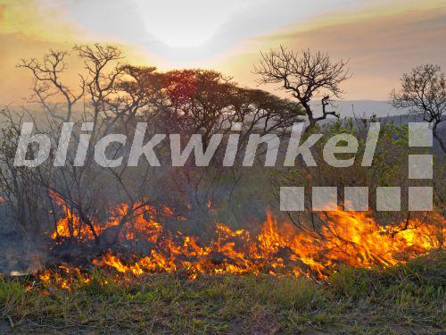 blickwinkel - Buschfeuer in der Savanne, Suedafrika ...