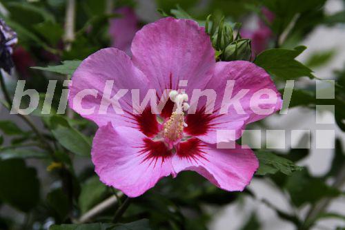 Blickwinkel Hibiskus Roseneibisch Rosen Eibisch