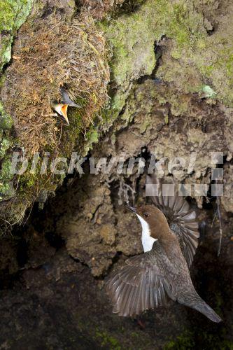 blickwinkel - Wasseramsel, Wasser-Amsel (Cinclus cinclus ...