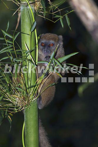 blickwinkel Bambuslemur, BambusLemur (Hapalemur cf. occidentalis