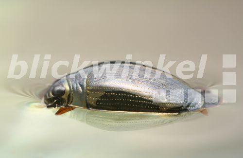 blickwinkel Gemeiner Taumelkaefer, Taumelkaefer (Gyrinus substriatus