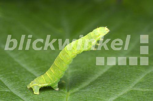 blickwinkel - Blattwespe, Blatt-Wespe (Tenthredinidae), Larve einer ...
