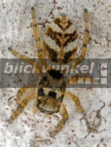 Blickwinkel Zebra Springspinne Zebraspringspinne Zebraspinne Springspinne Harlekinspringspinne Harlekin Springspinne Salticus Scenicus Makroaufnahme Deutschland Nrw Bergisches Land Zebra Jumper Salticus Scenicus Macro Shot Germany