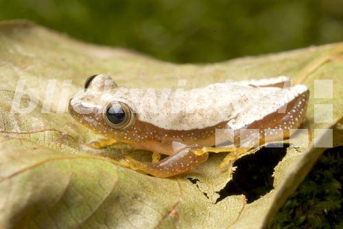blickwinkel - Kleiner Bananenfrosch, Ostafrikanischer Bananenfrosch