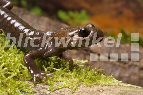 blickwinkel Nordwestamerikanischer Querzahnmolch, Zierlicher