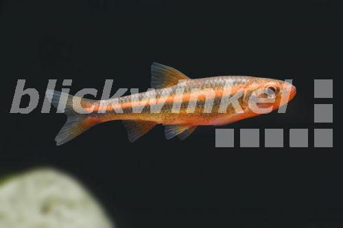 blickwinkel Regenbogenelritze, RegenbogenElritze (Notropis chrosomus