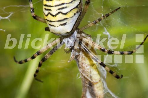 Blickwinkel Wespenspinne Wespen Spinne Zebraspinne Zebra