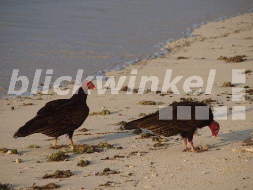 Blickwinkel Truthahngeier Truthahn Geier Cathartes Aura Zwei Truthahngeier Am Strand Kuba Turkey Vulture Cathartes Aura Two Turkey Vultures On The Beach Cuba S Meyers