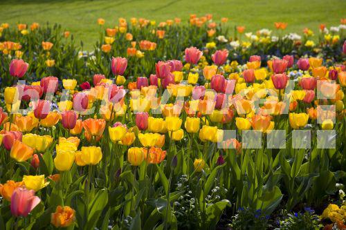 blickwinkel Gartentulpe, GartenTulpe, Tulpe (Tulipa gesneriana