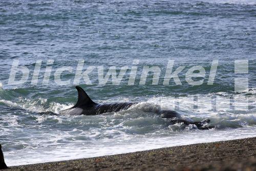 Blickwinkel Schwertwal Killerwal Orca Orcinus Orca Greift Eine Maehnenrobbe An Argentinien Patagonien Valdes Orca Great Killer Whale Grampus Orcinus Orca Attacking A Southern Sea Lion Argentina Patagonia Valdes E Hummel