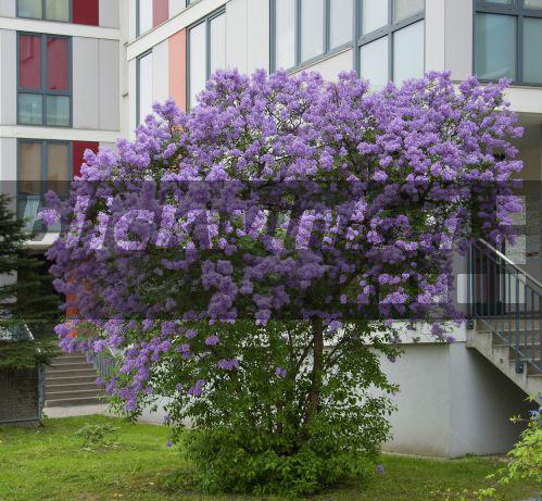 blickwinkel KoenigsFlieder, Koenigsflieder, Chinesischer Flieder