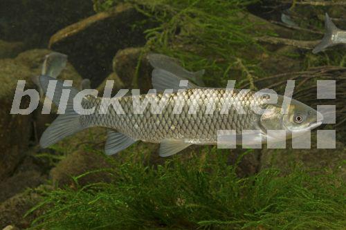 blickwinkel - Graskarpfen, Amurkarpfen, Grasfisch, Weisser Amur
