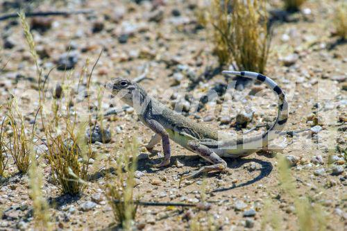 Zebraschwanzleguan, Zebraschwanz-Leguan, Gitterschwanzleguan, Gitterschwanz-Leguan (Callisaurus draconoides), mit nach oben gestrecktem Schwanz, USA, Arizona, Phoenix<BR>Zebra-tailed lizard (Callisaurus draconoides), with raised up tail, USA, Arizona, Phoenix - A. Hartl Zebraschwanzleguan, Zebraschwanz-Leguan, Gitterschwanzleguan, Gitterschwanz-Leguan (Callisaurus draconoides), mit nach oben gestrecktem Schwanz, USA, Arizona, Phoenix<BR>Zebra-tailed lizard (Callisaurus draconoides), with raised up tail, USA, Arizona, Phoenix - A. Hartl