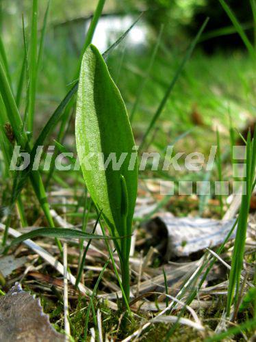 blickwinkel Gemeine Natternzunge, Gewoehnliche Natternzunge