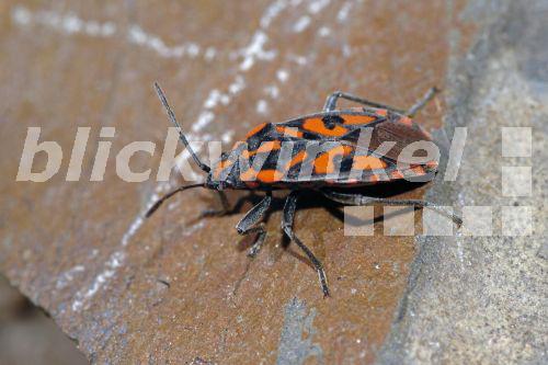 blickwinkel Ritterwanze, RitterWanze, Lygaeus saxatilis (Lygaeus