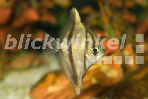 blickwinkel SebaFlossenblatt, Silberflossenblatt, Afrikanisches