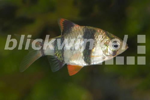 Sumatrabarbe, Sumatra-Barbe, Vierguertelbarbe, Vierguertel-Barbe (Puntius tetrazona, Barbus tetrazona), schwimmend<BR>Sumatra barb, tiger barb (Puntius tetrazona, Barbus tetrazona), swimming - F. Teigler Sumatrabarbe, Sumatra-Barbe, Vierguertelbarbe, Vierguertel-Barbe (Puntius tetrazona, Barbus tetrazona), schwimmend<BR>Sumatra barb, tiger barb (Puntius tetrazona, Barbus tetrazona), swimming - F. Teigler