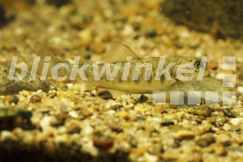 blickwinkel - Atlantischer Lachs, Salm, Lachs (Salmo salar), juvenil ...