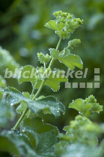blickwinkel Weicher Frauenmantel (Alchemilla mollis), bluehend im
