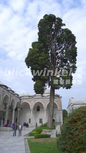 blickwinkel - Echte Zypresse, Italienische Zypresse, Mittelmeerzypresse