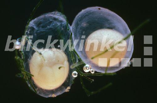 blickwinkel Teichmolch, TeichMolch, Streifenmolch, StreifenMolch