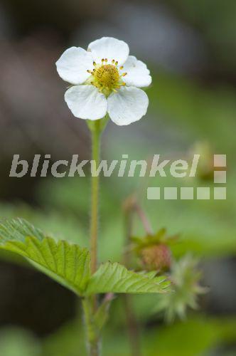 blickwinkel - Wald-Erdbeere, Walderdbeere (Fragaria vesca ...