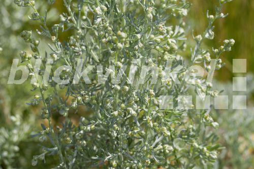 Blickwinkel Strand Beifuss Strandbeifuss Strand Wermut Strandwermut Meer Wermut Meerwermut Artemisia Maritima Seriphidium Maritimum Bluehend Deutschland Sea Wormwood Sea Wormwood Old Woman Artemisia Maritima Seriphidium Maritimum