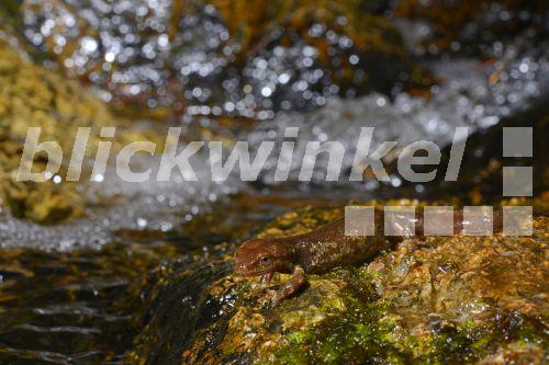 blickwinkel Korsischer Gebirgsmolch (Euproctus montanus), Maennchen