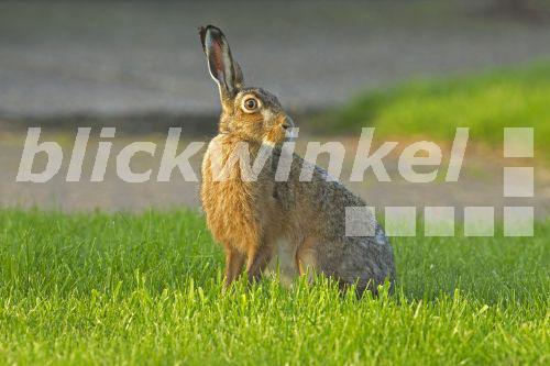blickwinkel Europaeischer Hase, Europaeischer Feldhase (Lepus
