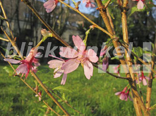 blickwinkel Chinesische Zwergkirsche, Japanische MiniZierkirsche