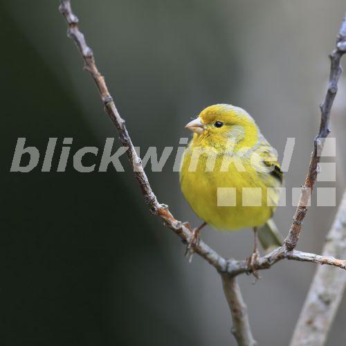 blickwinkel Kanarienvogel, KanarienVogel, Kanarengirlitz, KanarenGirlitz (Serinus canaria