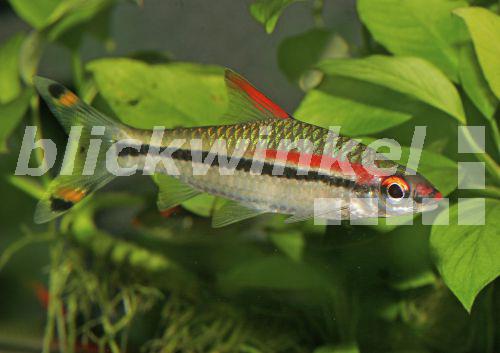 blickwinkel - Rotstreifenbarbe, Rotstreifen-Barbe, Rotstrich ...