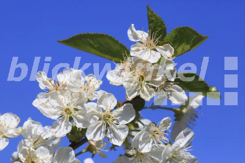 blickwinkel Sauerkirsche, SauerKirsche (Prunus cerasus), Blueten am