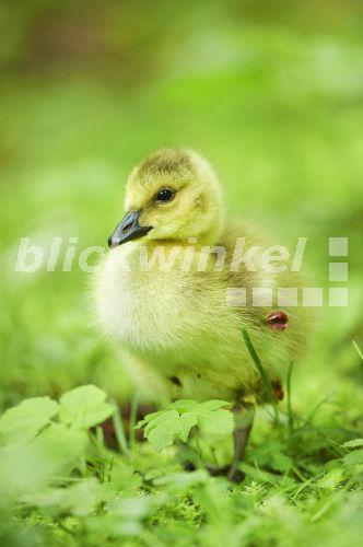 blickwinkel - Kanadagans, Kanada-Gans (Branta canadensis ...
