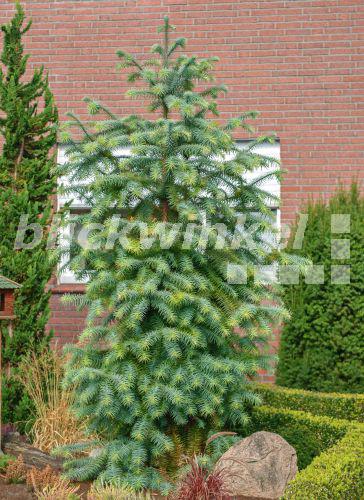 blickwinkel Spiesstanne, SpiessTanne (Cunninghamia lanceolata