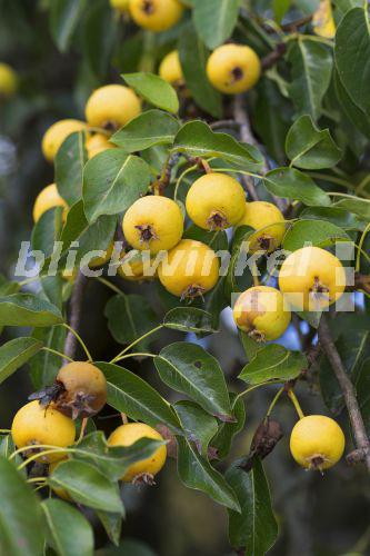 blickwinkel Holzbirne, HolzBirne, Wildbirne, WildBirne, Wilde Birne
