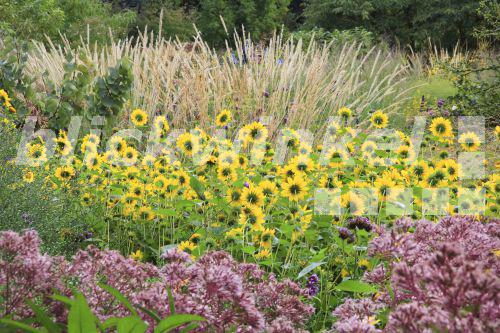 blickwinkel Sonnenblume, SonnenBlume (Helianthus annuus), Garten mit