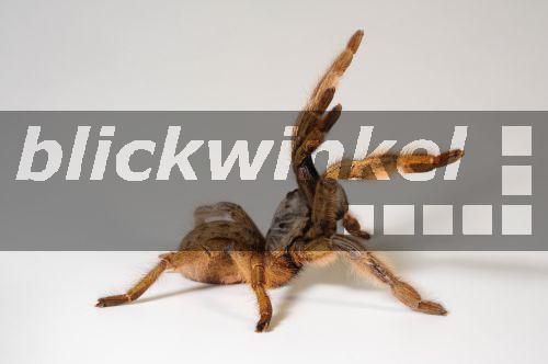 blickwinkel Suedafrikanische Vogelspinne (Augacephalus ezendami